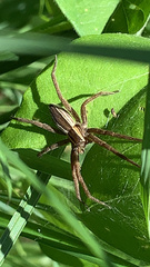 Pisaurina brevipes