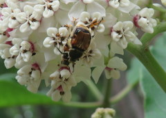Trichiotinus affinis