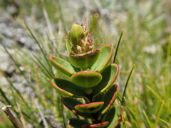 Veronica decumbens