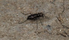 Polyrhanis vitiensis