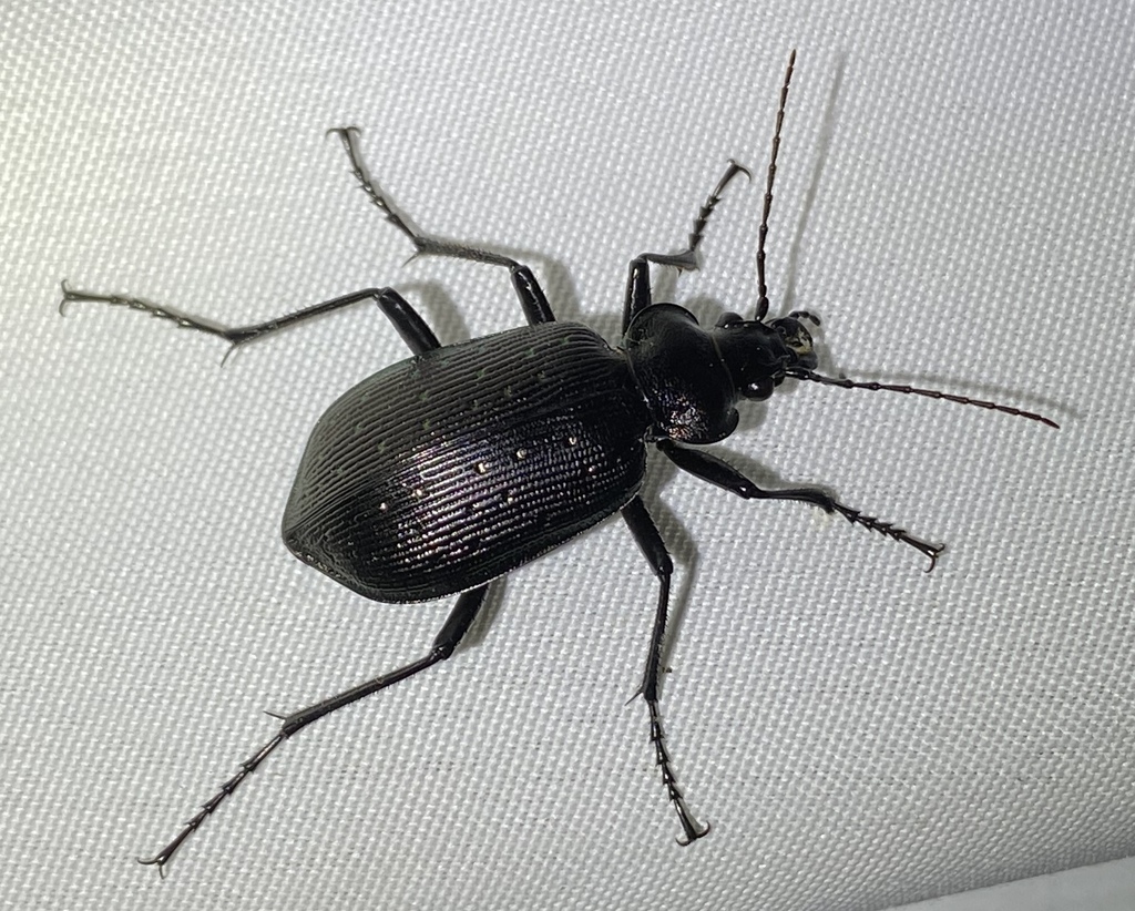 caterpillar colorado miel