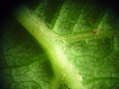 Vitis vinifera vinifera