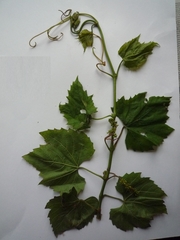 Vitis vinifera vinifera