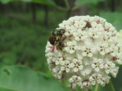 Trichiotinus affinis