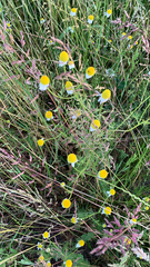 Matricaria chamomilla