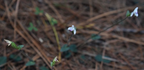 Image of Disperis macowanii by (c) Justin Ponder, some rights reserved (CC BY)