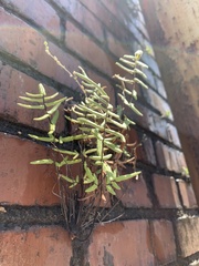 Pellaea atropurpurea
