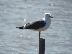 Larus fuscus