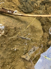 Aquarius conformis