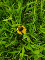 Rudbeckia amplexicaulis