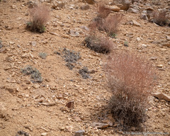 Eriogonum rupinum