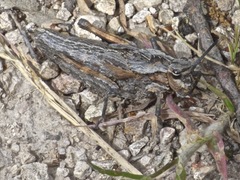 Dracotettix monstrosus