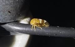 Cyrtolobus maculifrontis