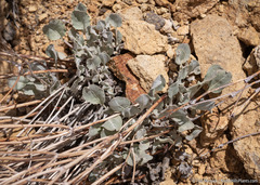 Eriogonum rupinum