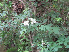 Rhododendron arborescens