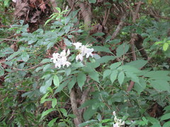 Rhododendron arborescens