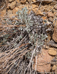 Eriogonum rupinum