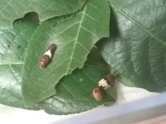 Papilio multicaudata