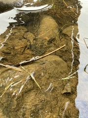 Aquarius conformis