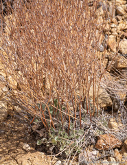Eriogonum rupinum