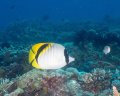 Chaetodon lineolatus