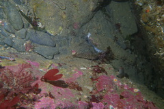 Ruanoho decemdigitatus