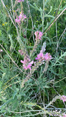 Onobrychis viciifolia