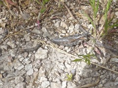 Dracotettix monstrosus