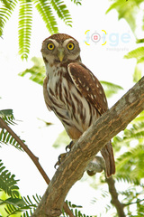 Glaucidium brasilianum