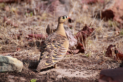 Painted Sandgrouse photo 4