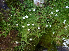 Arenaria balearica