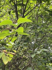 Aristolochia clematitis