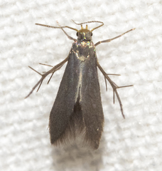 Schreckensteinia erythriella