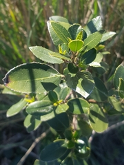 Rhamnus alaternus