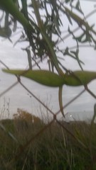 Araujia angustifolia