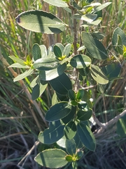Rhamnus alaternus