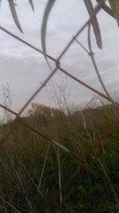 Araujia angustifolia