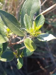 Rhamnus alaternus