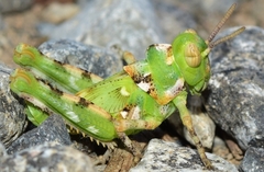 Dericorys carthagonovae