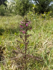 Pedicularis palustris