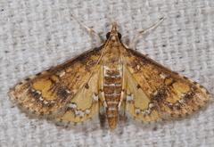 Niphograpta albiguttalis