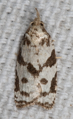 Cenopis vabroui