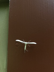 Hellinsia homodactylus