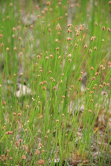 Eleocharis elliptica