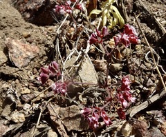 Sidotheca emarginata