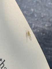 Eucallipterus tiliae