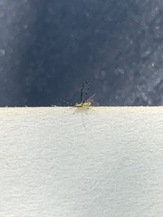 Eucallipterus tiliae