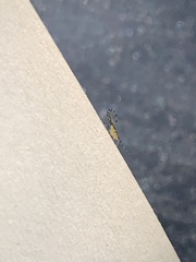 Eucallipterus tiliae