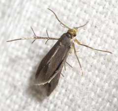 Schreckensteinia erythriella