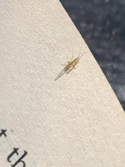 Eucallipterus tiliae